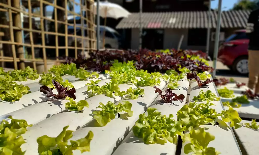Aquaponics in India